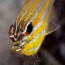 cardinalfish_wassinki_ni_v_0108_pal0224.jpg